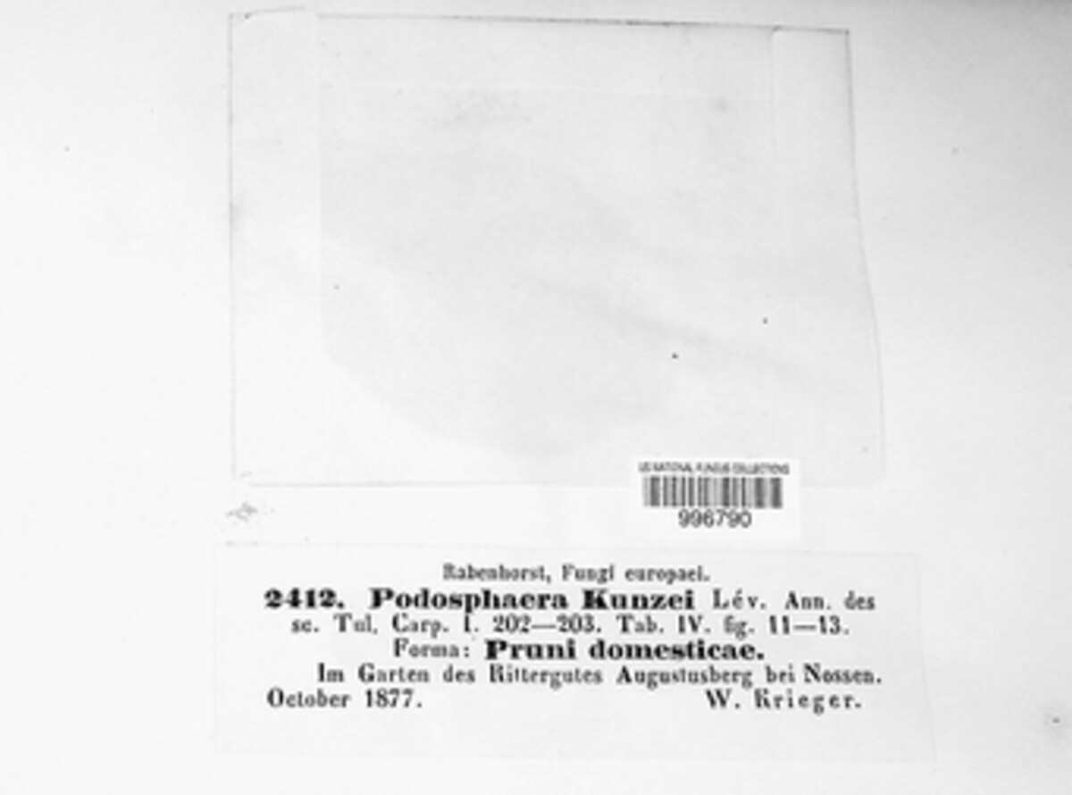 Podosphaera kunzei image